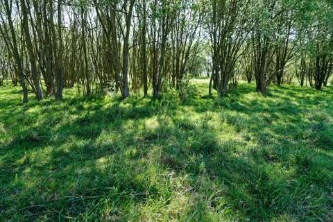 Ellenbrook Fields, Hatifled, UK in Spring with Bluebells Stockfoto's