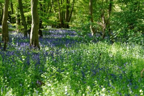 Ellenbrook Fields, Hatifled, UK in Spring with Bluebells Stockfoto's