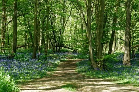 Ellenbrook Fields, Hatifled, UK in Spring with Bluebells Stockfoto's