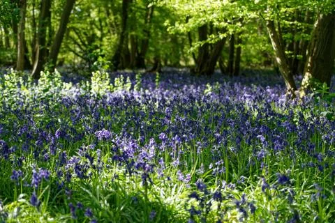 Ellenbrook Fields, Hatifled, UK in Spring with Bluebells Stockfoto's