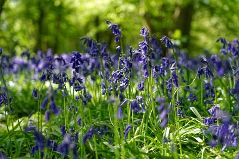 Ellenbrook Fields, Hatifled, UK in Spring with Bluebells 库存照片