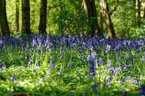 Ellenbrook Fields, Hatifled, UK in Spring with Bluebells Stockfoto's