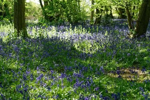 Ellenbrook Fields, Hatifled, UK in Spring with Bluebells 库存照片