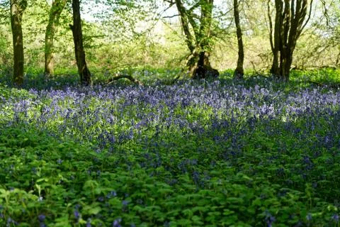Ellenbrook Fields, Hatifled, UK in Spring with Bluebells Stock Photos