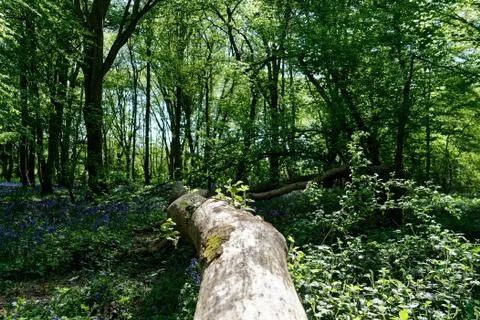 Ellenbrook Fields, Hatifled, UK in Spring with Bluebells Stockfoto's