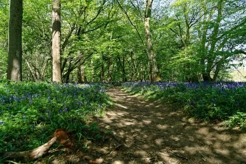 Ellenbrook Fields, Hatifled, UK in Spring with Bluebells 库存照片