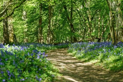 Ellenbrook Fields, Hatifled, UK in Spring with Bluebells 库存照片