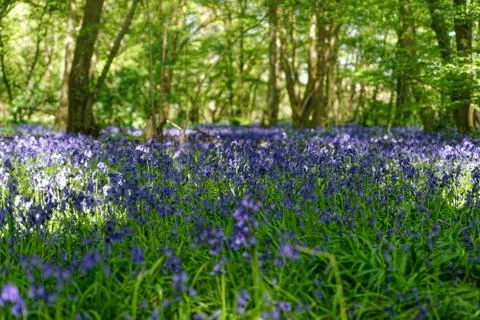 Ellenbrook Fields, Hatifled, UK in Spring with Bluebells 库存照片