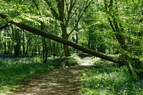 Ellenbrook Fields, Hatifled, UK in Spring with Bluebells Stock Photos