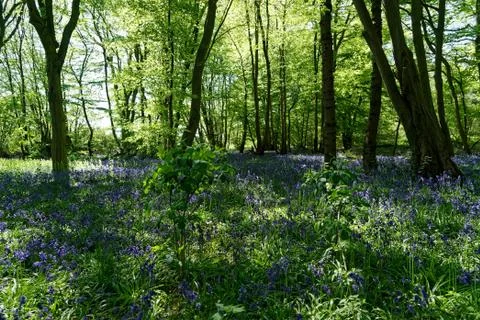 Ellenbrook Fields, Hatifled, UK in Spring with Bluebells Stockfoto's