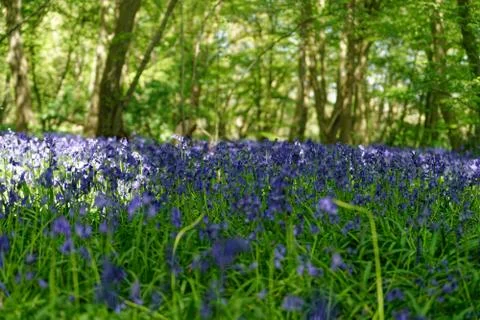 Ellenbrook Fields, Hatifled, UK in Spring with Bluebells Stock Photos