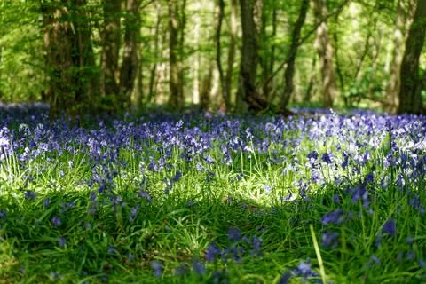 Ellenbrook Fields, Hatifled, UK in Spring with Bluebells Stockfoto's