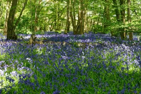 Ellenbrook Fields, Hatifled, UK in Spring with Bluebells 库存照片