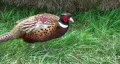 Elliot's Pheasant HD Footage