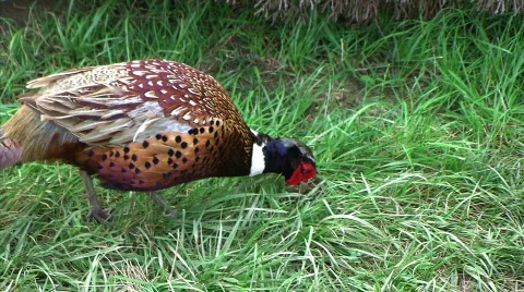 Elliot's Pheasant 動画素材 84291