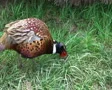 Elliot's Pheasant SD Footage