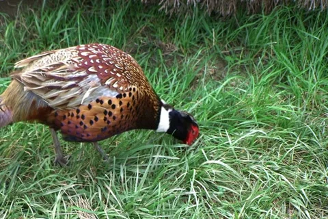 Elliot's Pheasant 動画素材 2803997