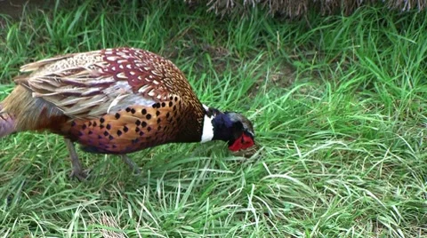 Elliot's Pheasant 動画素材 8646913