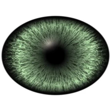 Elliptic realistic green iris, light reflection in eye Stock Illustration