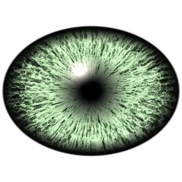 Elliptic realistic green iris, light reflection in eye Stock Illustration