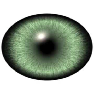 Elliptic realistic green iris, light reflection in eye 스톡 일러스트