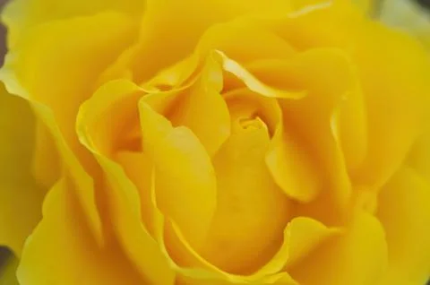 Ellow rose. Close-up Foto stock