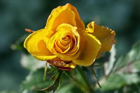 Ellow rose. Close-up Foto stock