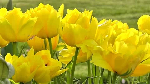 Ellow tulips Stock Footage 11239332