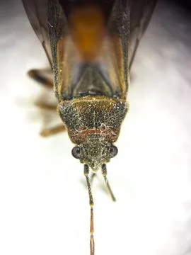 Elm bug or arocathus macro photo on a white background, beetles in the house or Stock Photos