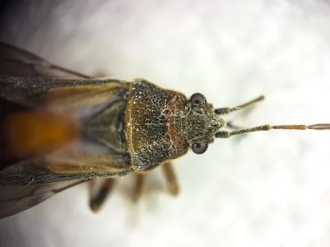 Elm bug or arocathus macro photo on a white background, beetles in the house or Stock Photos