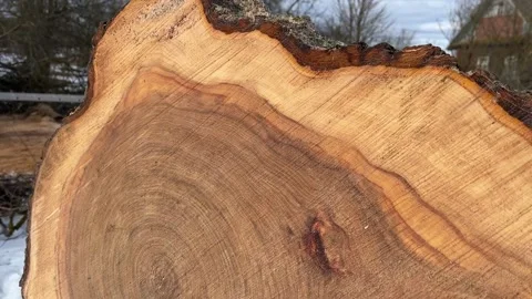 Elm cut texture Stock Footage 171426815