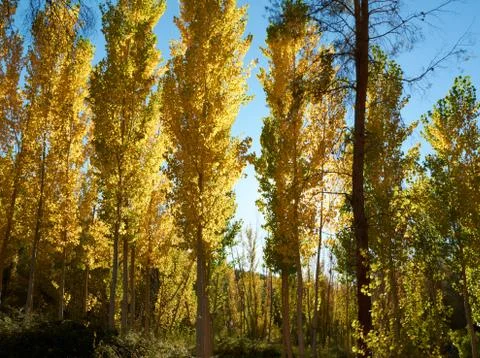 An elm forest Stock Photos