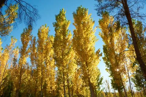 An elm forest Stock Photos