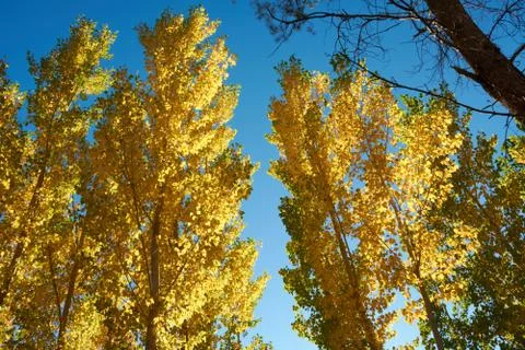 An elm forest Stock Photos