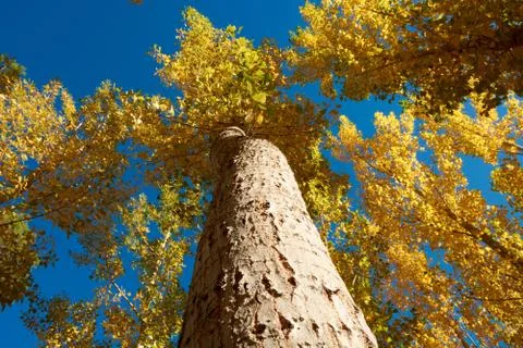 An elm forest Stock Photos