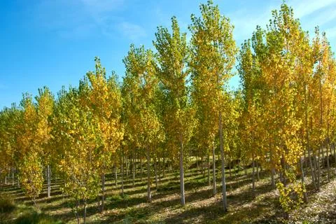 An elm forest Stock Photos