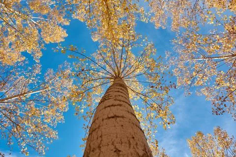 An elm forest Stock Photos