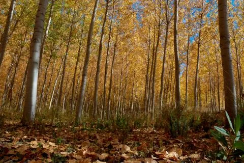 An elm forest Stock Photos