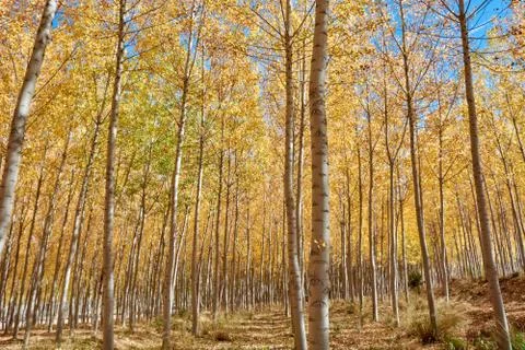 An elm forest Stock Photos