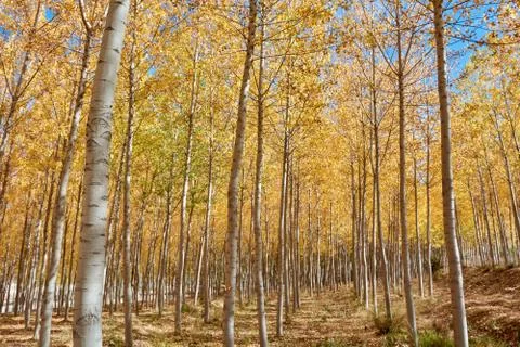 An elm forest Stock Photos