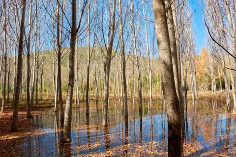 An elm forest Stock Photos