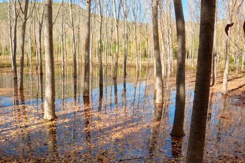 An elm forest Stock Photos