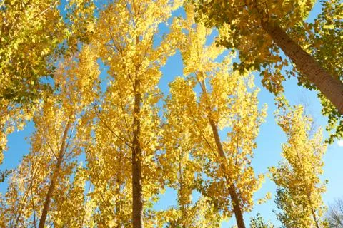 An elm forest Stock Photos