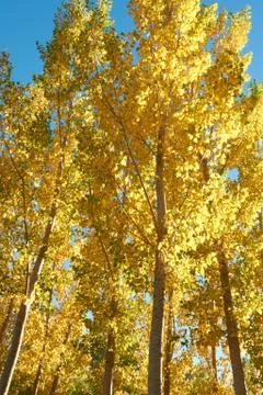An elm forest Stock Photos