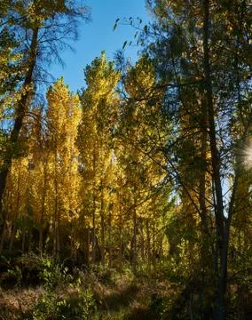 An elm forest Stock Photos