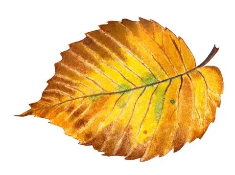 Elm leaf Stock Illustration