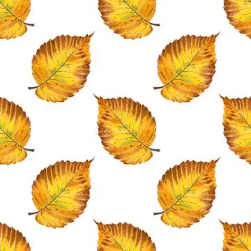 Elm leaf pattern Stock Illustration