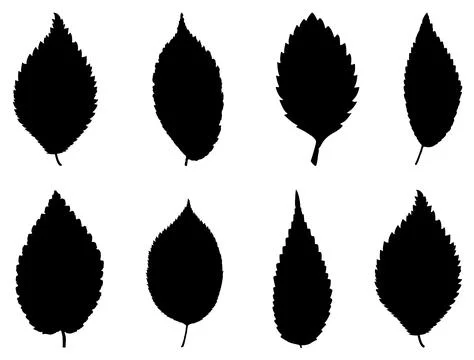 ELM LEAF SILHOUETTE Stock Illustration