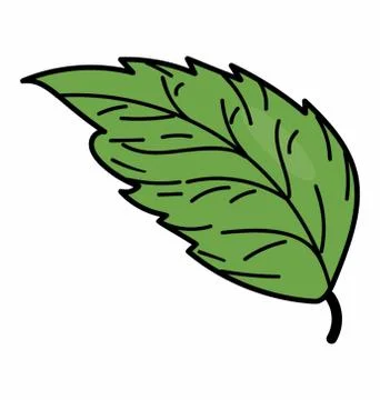 Elm Leaf Vector Stock Illustration
