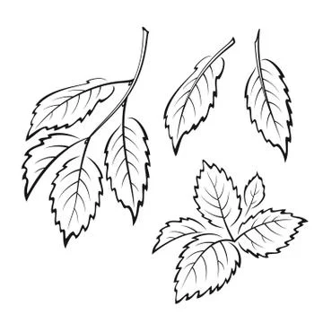 Elm Leaves, Pictogram Set Stock Illustration